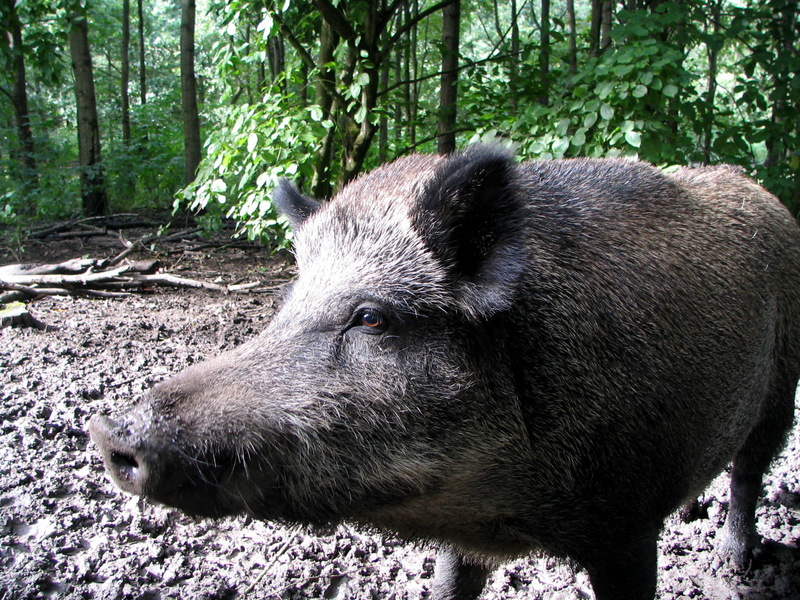 Sus Scrofa Ussuricus