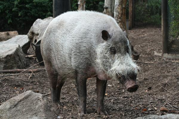 Sus Scrofa Vittatus