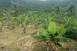 Terreno de Plantação de Banana