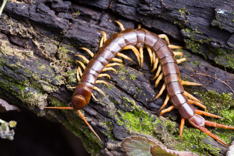 Lacraia Gigante da Amazônia | Mundo Ecologia