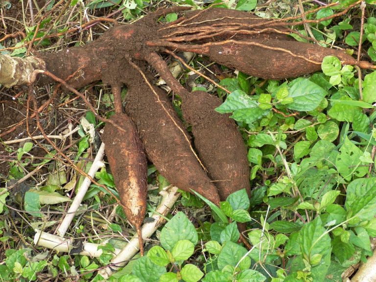Batata é Legume ou Verdura? Mundo Ecologia