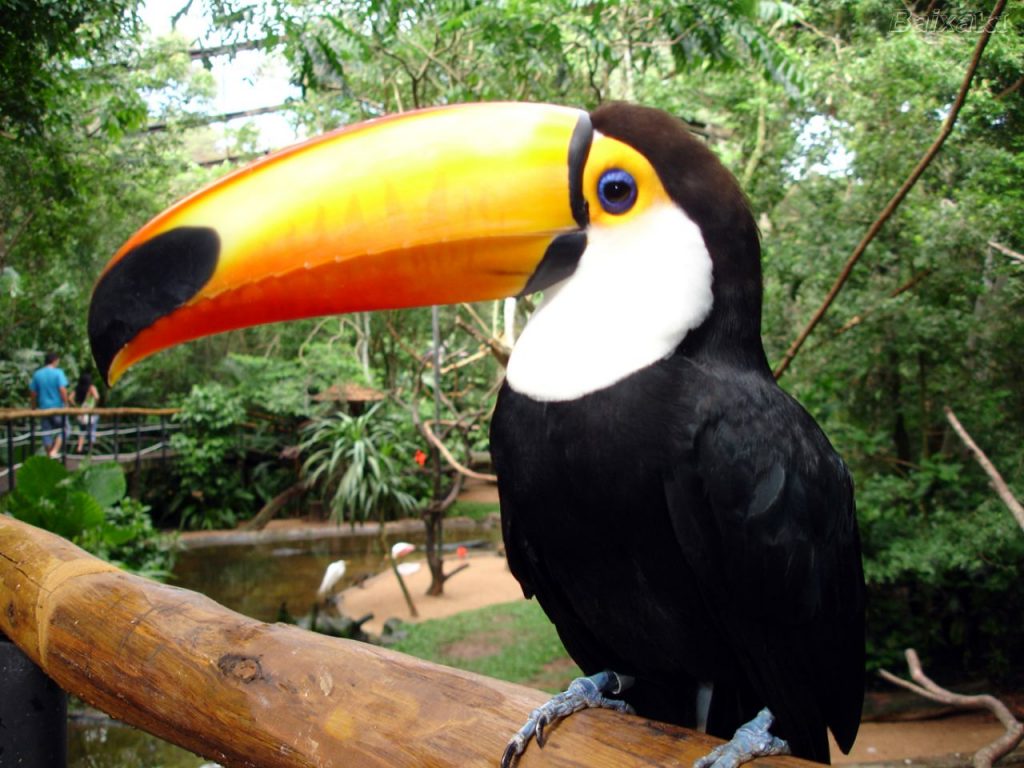 A Figura Representa Um Conhecido Animal Dos Rios Da Amazonia