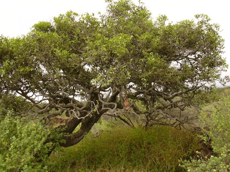 Nomes de Árvores de A a Z com Imagens | Mundo Ecologia