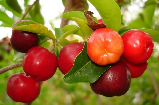 Acerola 