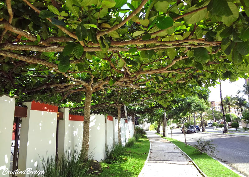 Amendoeira da Praia 