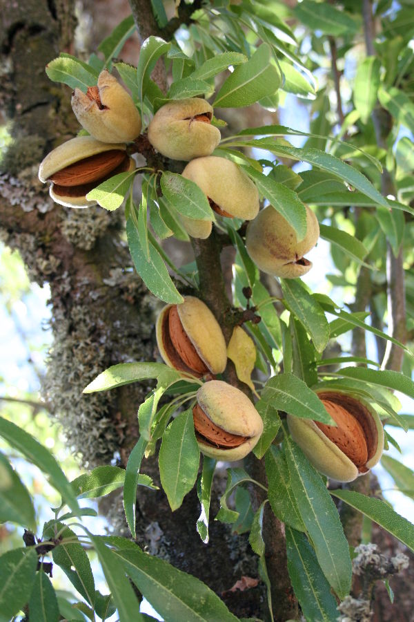 Nomes De Arvores De A A Z Com Imagens Mundo Ecologia