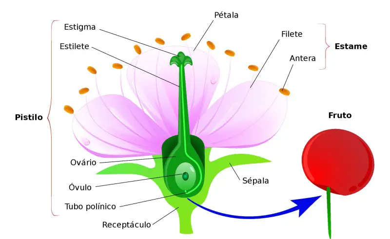 Anatomia das Flores