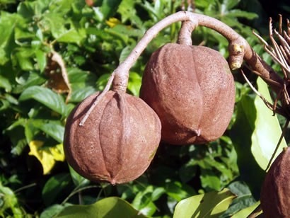 Sementes e fruto da árvore andiroba (Carapa guianensis)