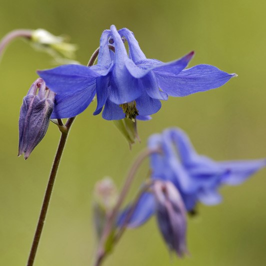 Aquilegia