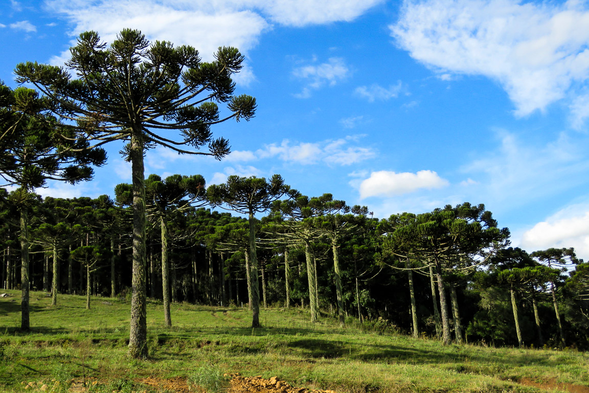 Plantas Em Extinção Na Região Sudeste