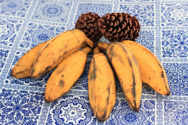 Banana Figo Sobe a Mesa