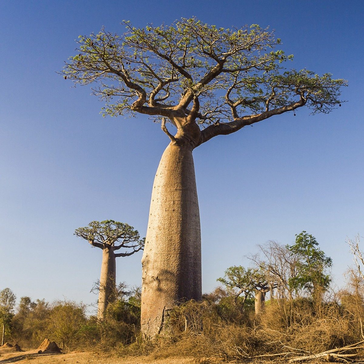 Baobá 
