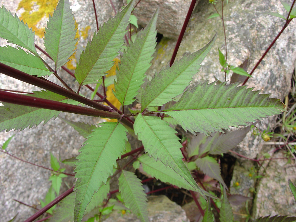 Bidens Frondosa