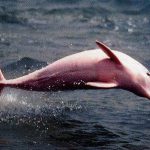 Boto Cor de Rosa