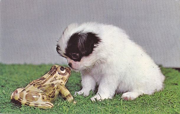 Cachorro e Sapo se Encarando 