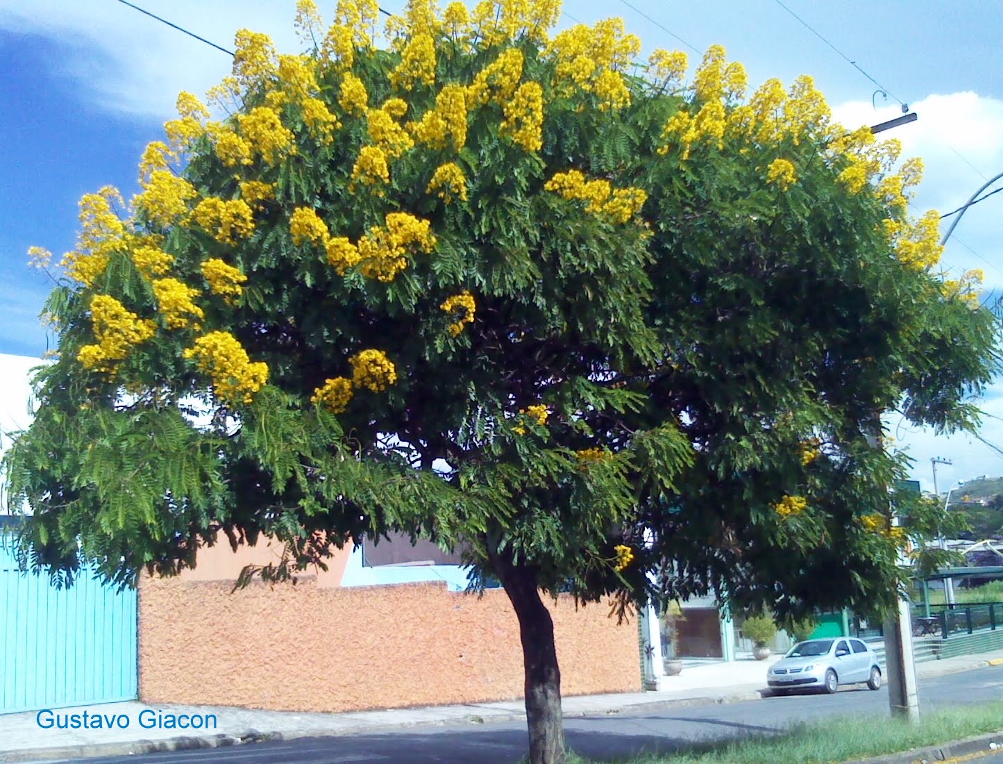 Canafístula-de-Besouro