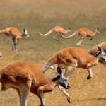 Cangurus Vermelho Pulando Juntos