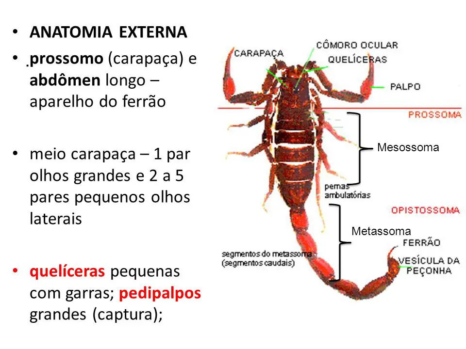 Características Físicas Do Escorpião