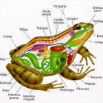 Características Físicas dos Sapos