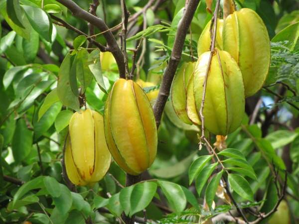 Carambola 