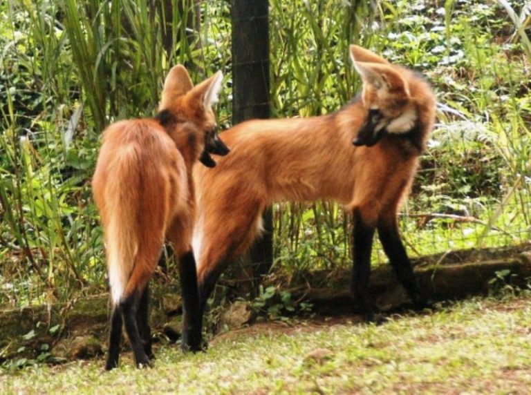 Por Que o Lobo Guará Está em Risco de Extinção? E Como Ajudalo? Mundo Ecologia