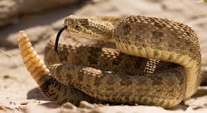 Espécies De Cobras Em Florianópolis