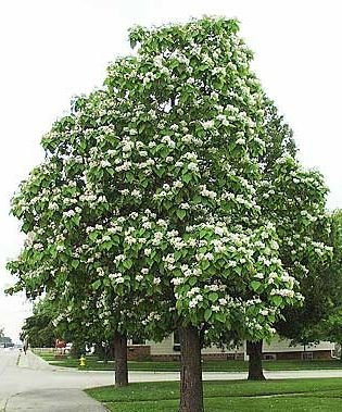 Catalpa