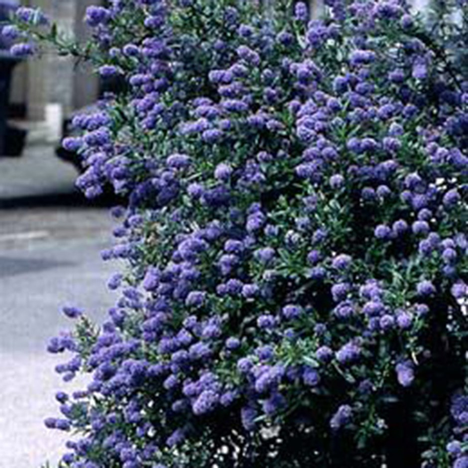 Ceanothus