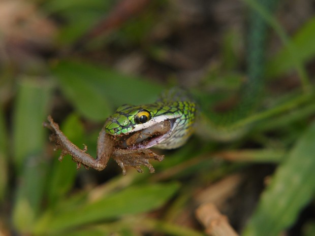 Cobra Engolindo Sapo-Boi