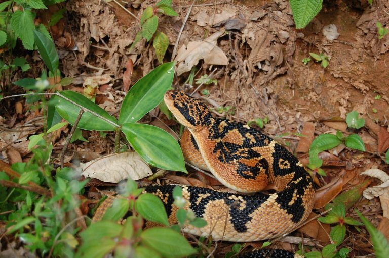 Cobra Siri Pico De Jaca Enrolada no Mato