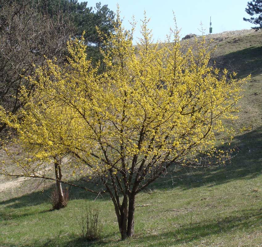 Cornus Mas