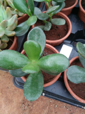 Crassula