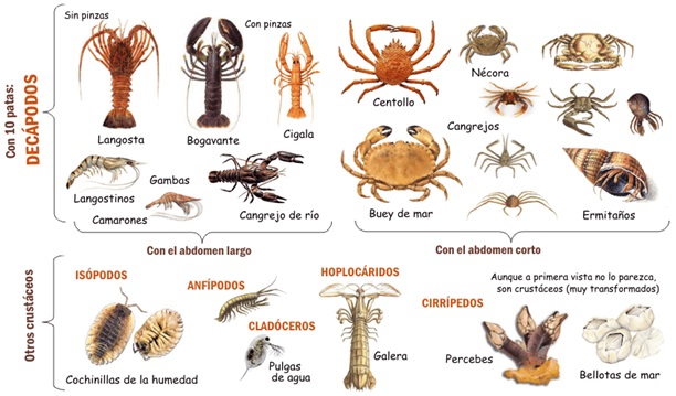 Nomes de Animais Marinhos de A a Z | Mundo Ecologia