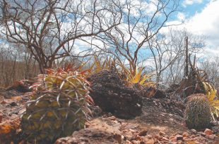 Degradação da Vegetação da Caatinga