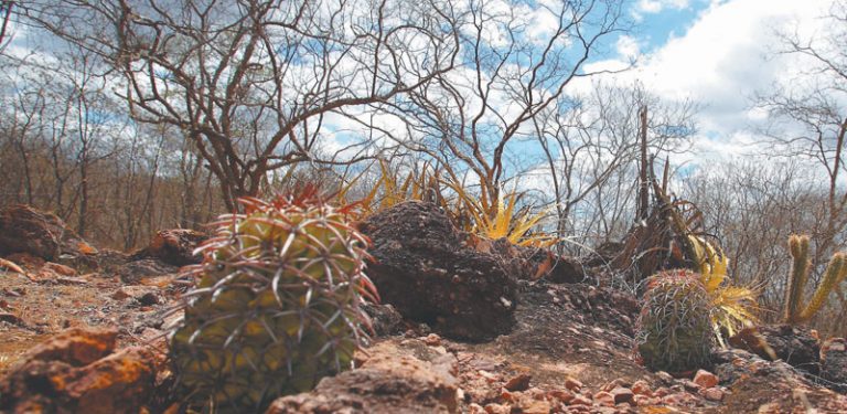 Degradação da Vegetação da Caatinga