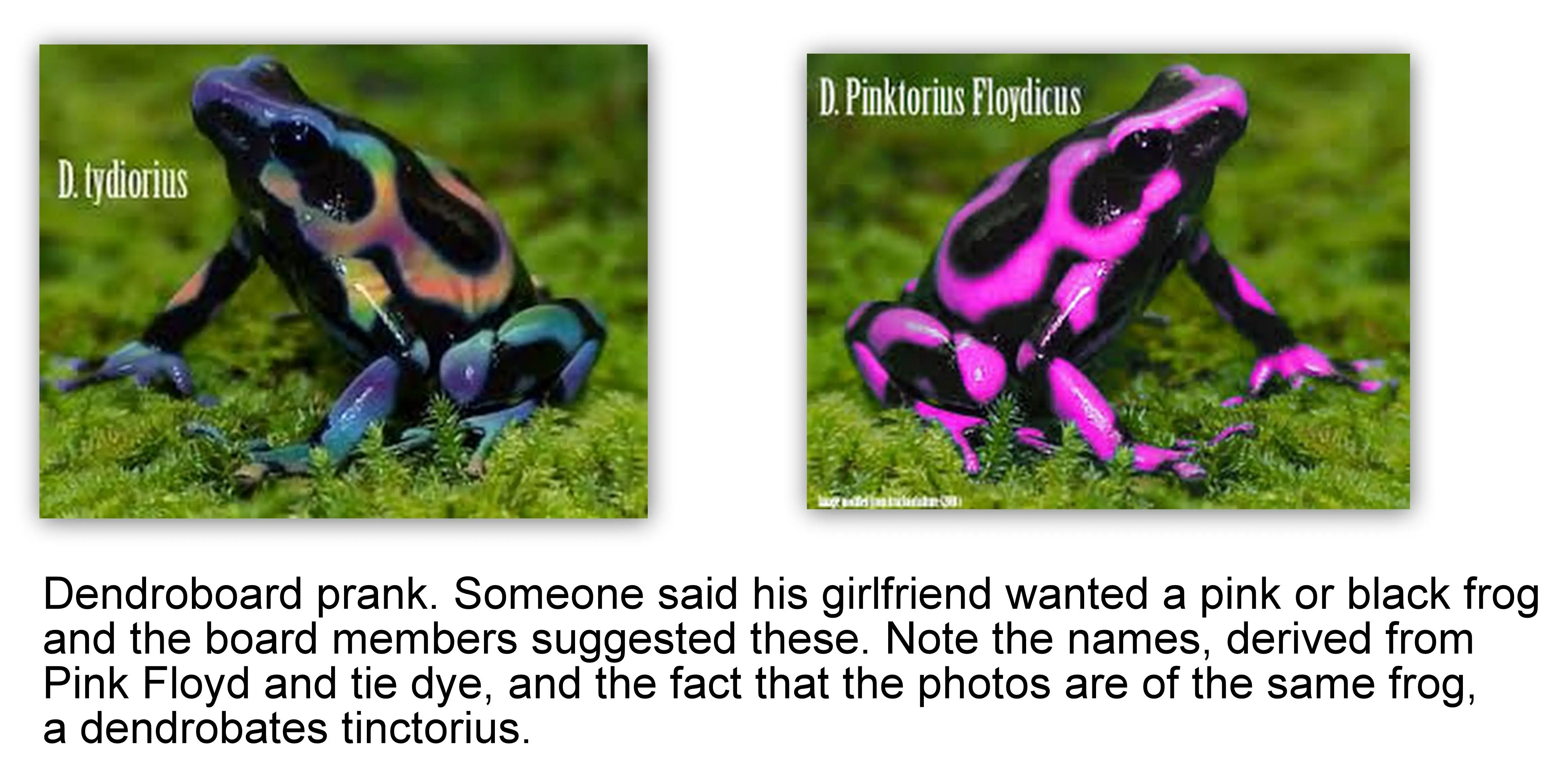 Dendrobathes Tinctorius Pink