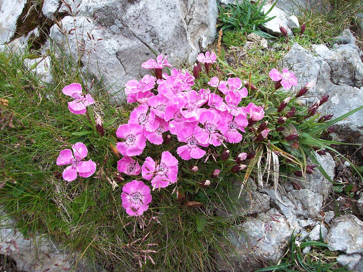 Dianthus Alpinus