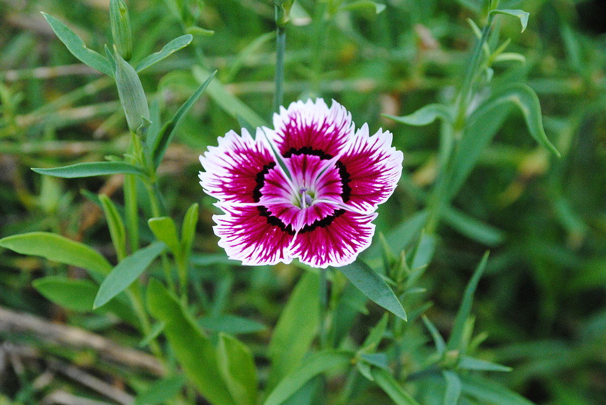 Dianthus Chinensis