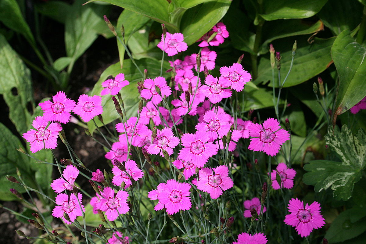 Dianthus Deltoides