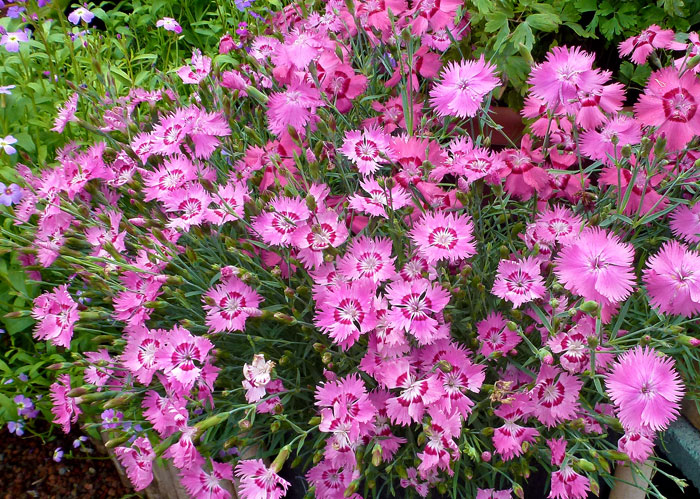 Dianthus Gratianopolitanus