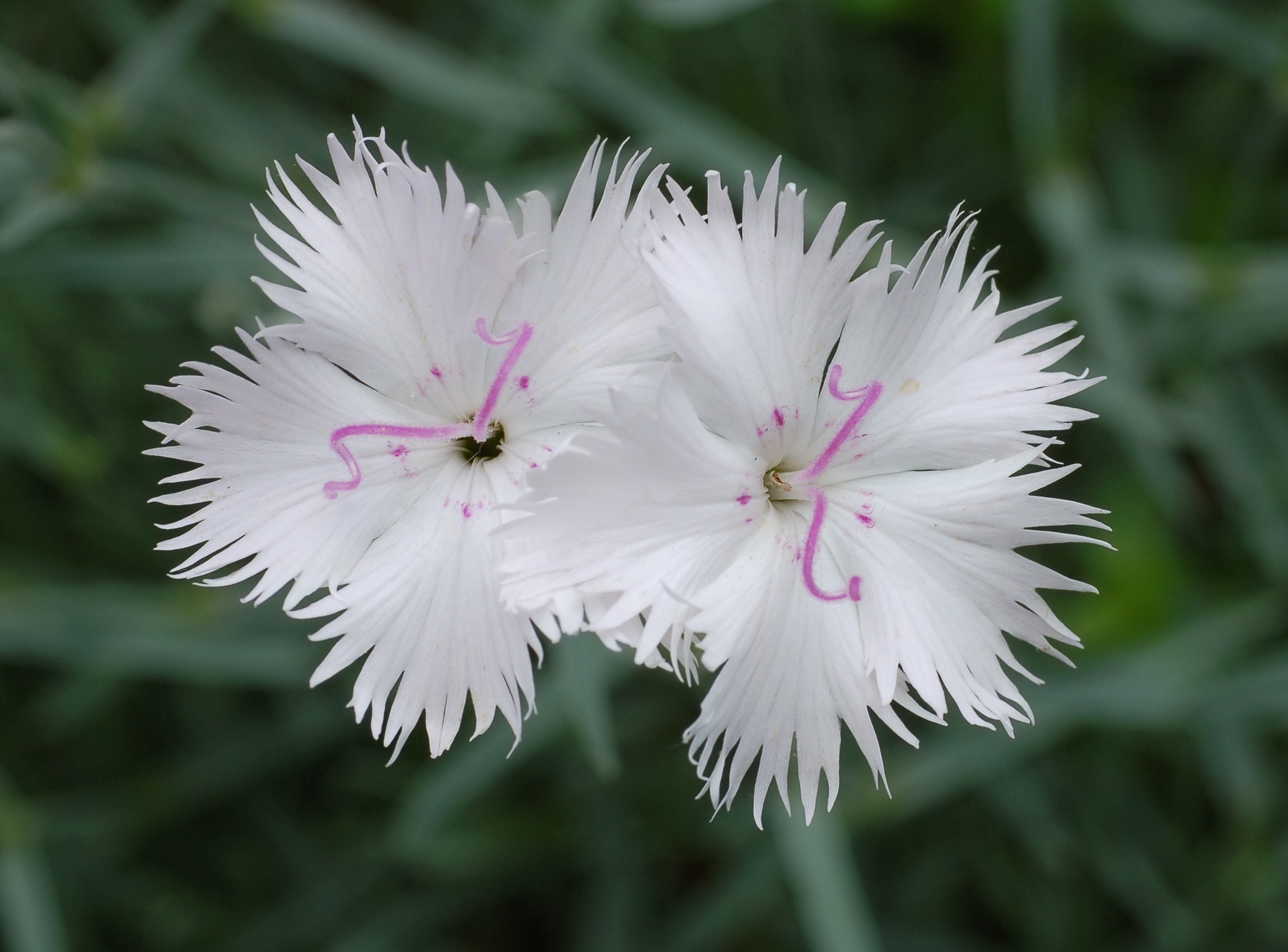 Dianthus Japonicus