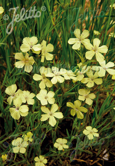 Dianthus Knappii