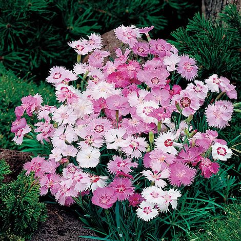 Dianthus Plumarius