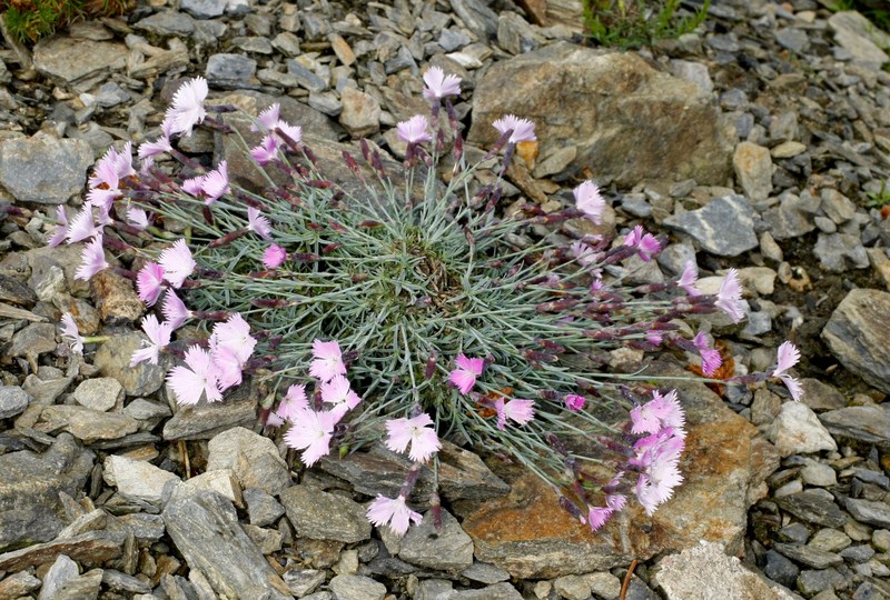 Dianthus Repens