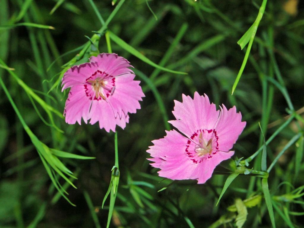 Dianthus Seguieri