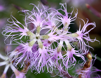 Dianthus Superbus