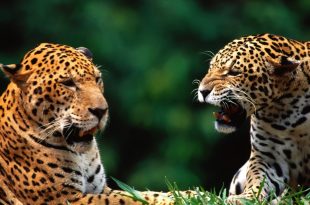Diferença Entre Leopardo e Onça