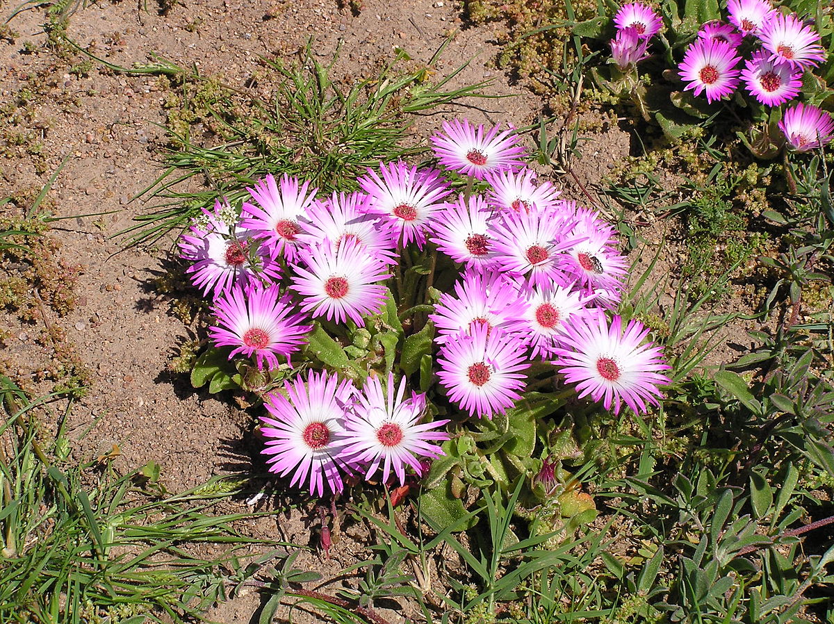 Dorotheanthus Bellidiformis