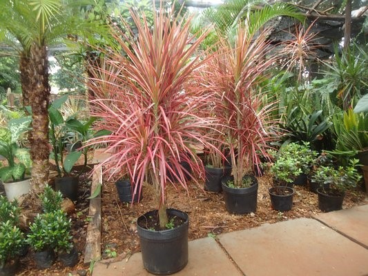 Dracena-de-Madagascar