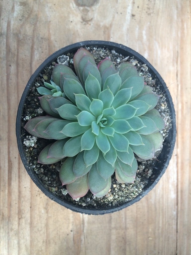 Echeveria